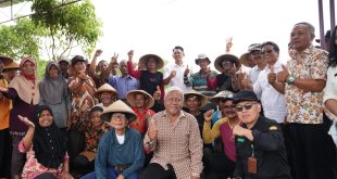 Panen Jagung di Sleman, Wabup Danang Dorong Petani Kuasai Teknologi Pertanian Modern